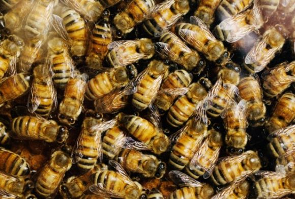 Кормите пчел медом