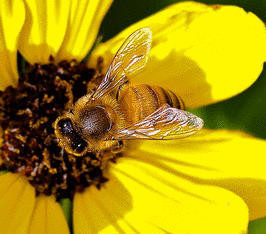 Кормите пчел медом