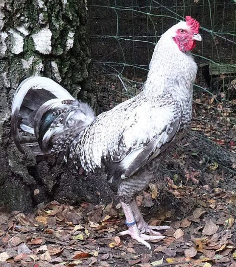 Бельгийская порода кур