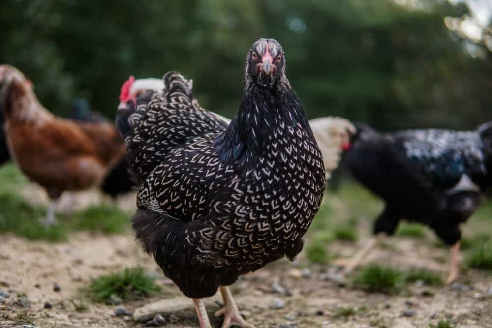 Barnevelder chicken breed