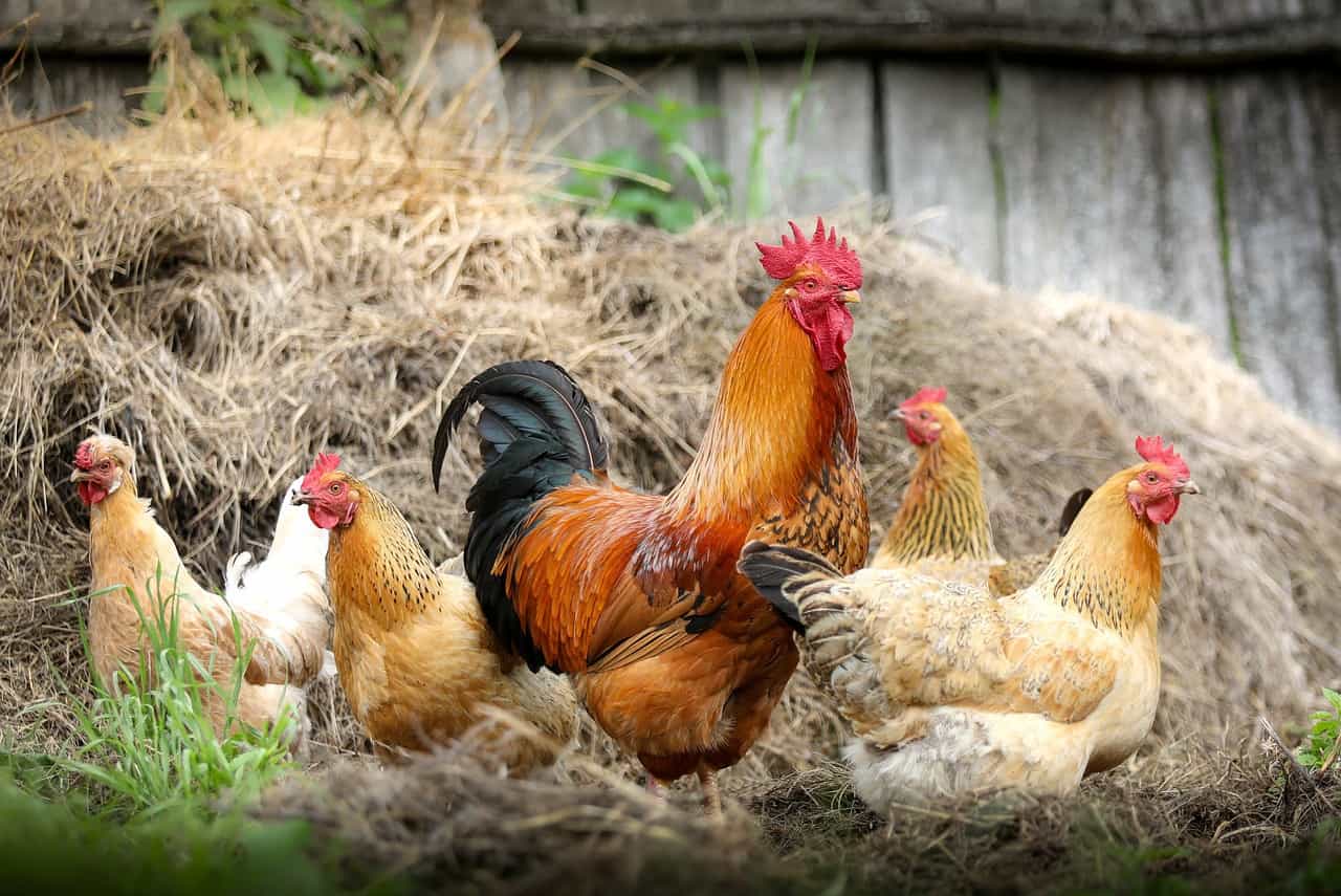 best egg laying chicken breeds