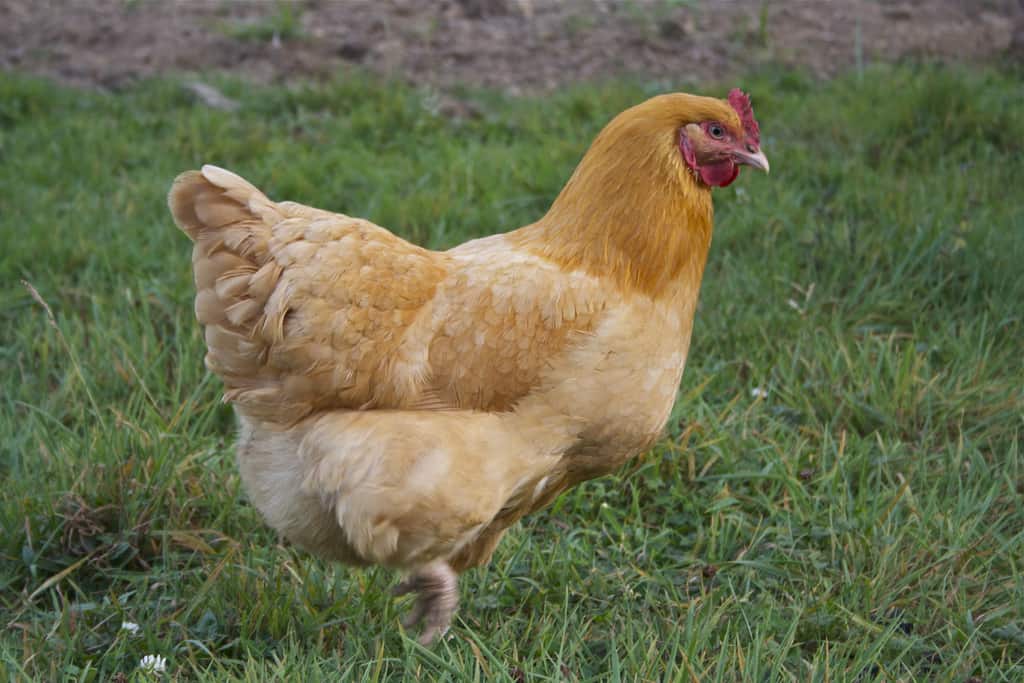 Buff Orpington chicken breed