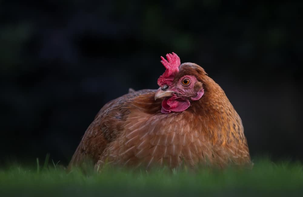 golden comet chicken