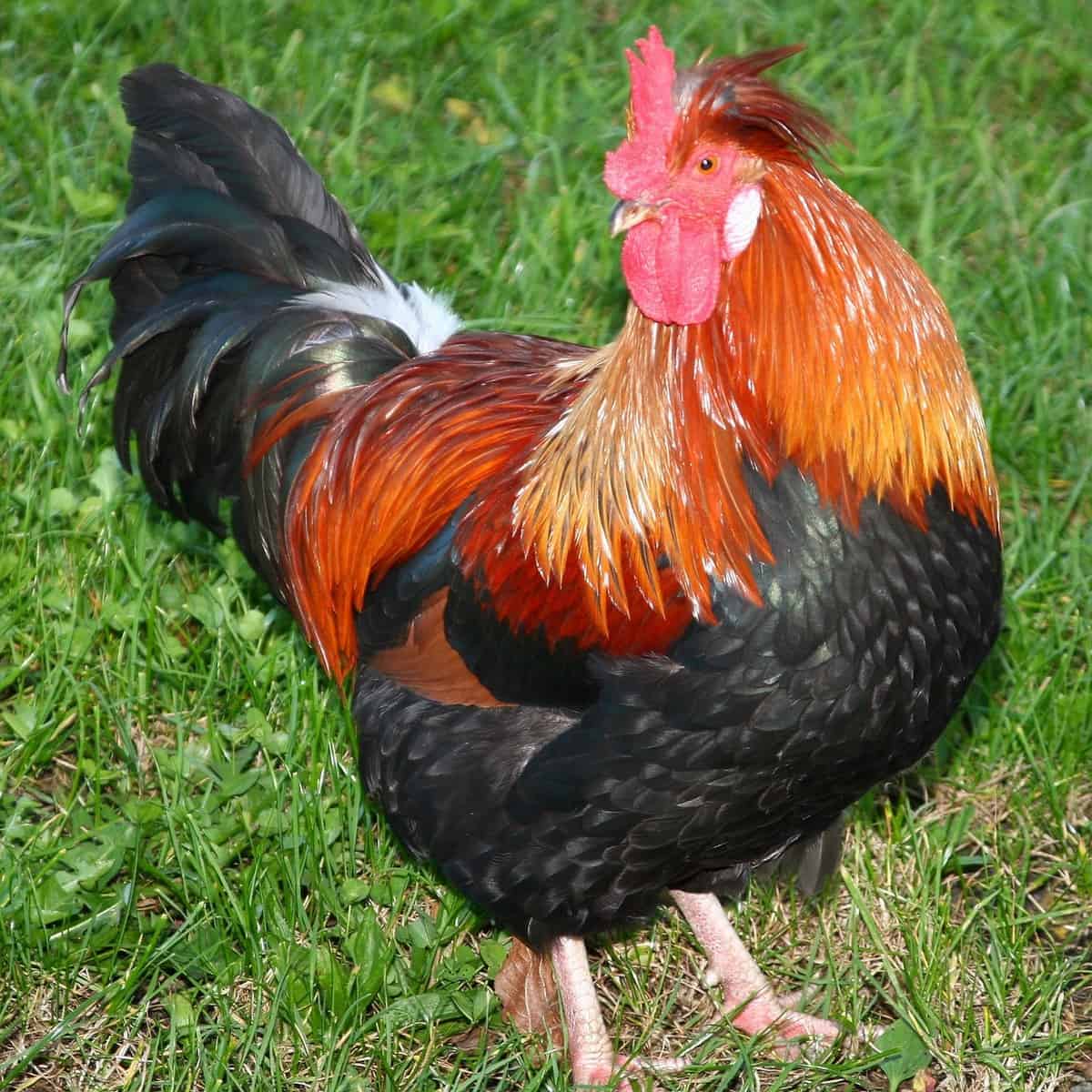 Marans chicken breed