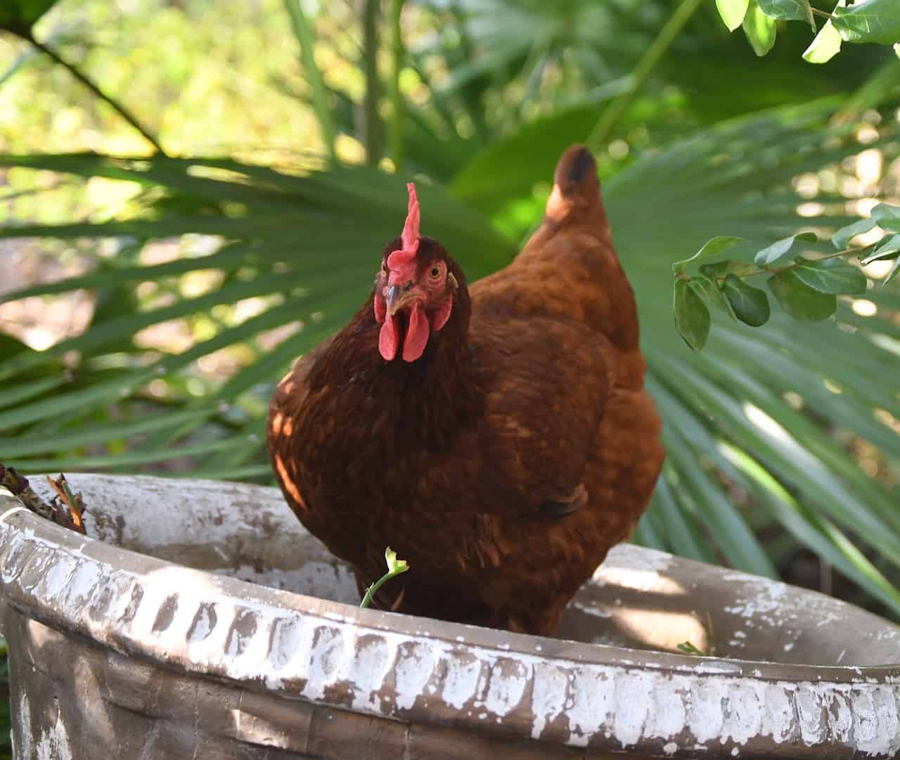 Rhode Island Red chicken breed