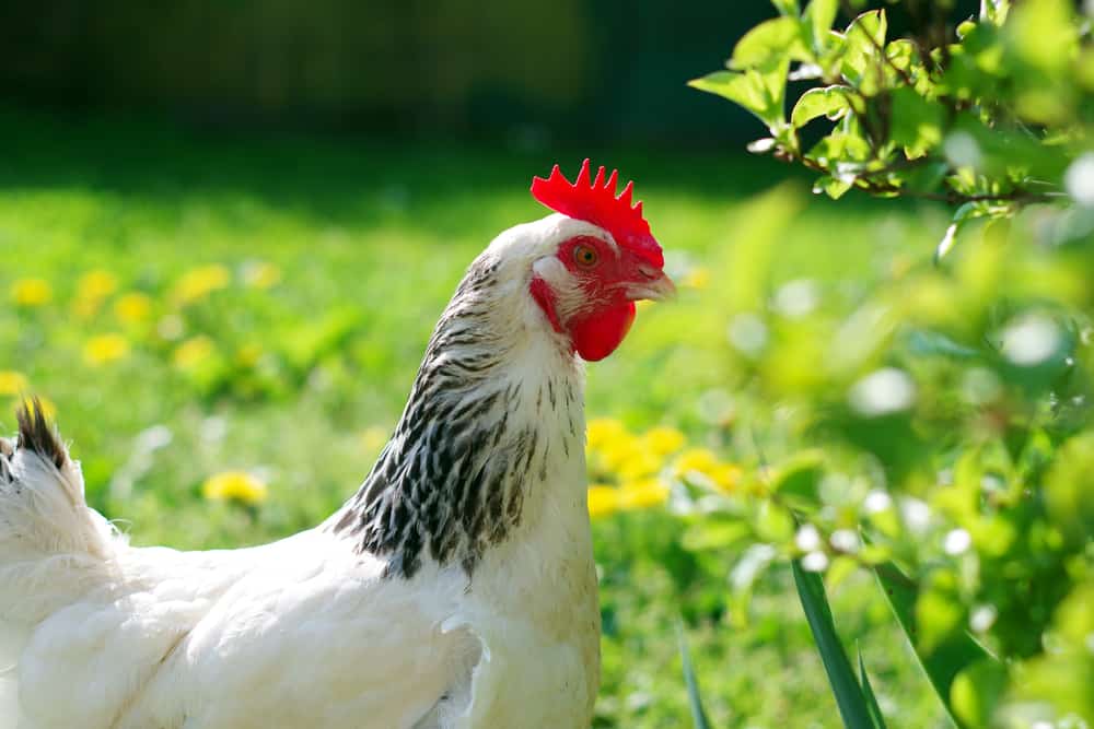 sussex chicken breed