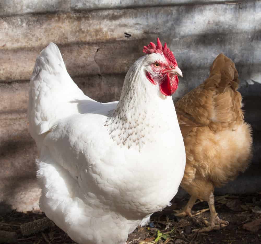 white leghorn chicken breed