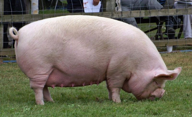 Британская большая белая свинья