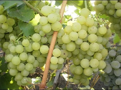ranniy_vinograd12 ranniy_vinograd12