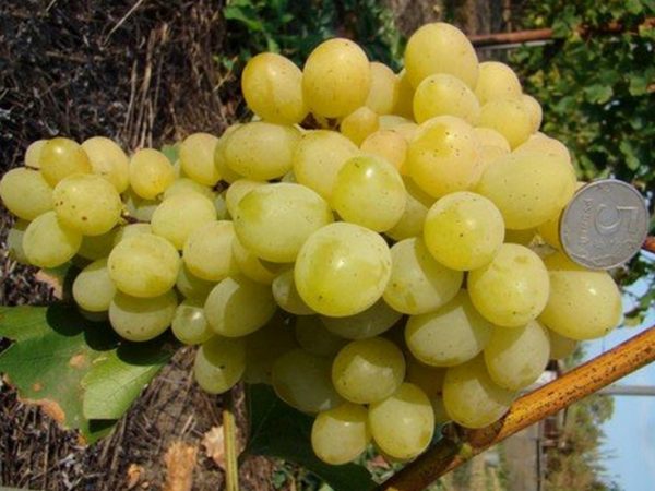 ranniy_vinograd8 ranniy_vinograd8
