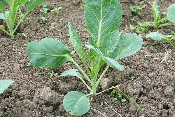 как высадить рассаду белокочанной капусты