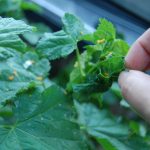 Чем полить растения от вредителей: препараты для борьбы с насекомыми