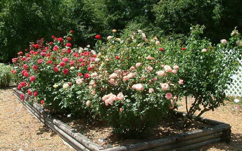 Парковые розы входят и в декоративные садовые группы (фото)