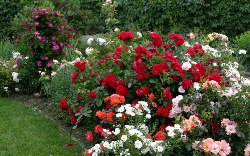 Красные розы плохо сочетаются с другими оттенками красного и розового (фото)