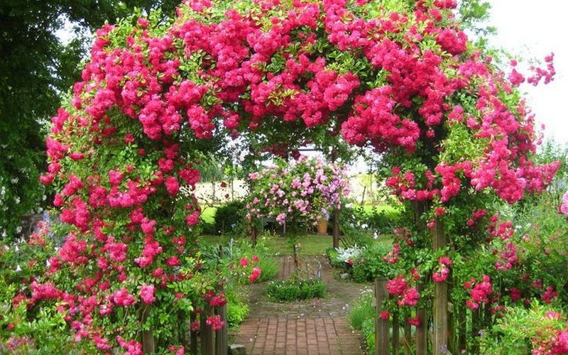 Плетистые розы при оформлении сада на фото