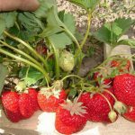 Как выращивать клубнику и ухаживать за ней в июне