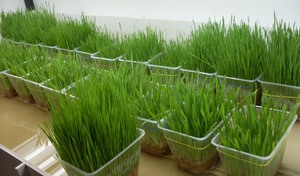 Описание нюансов выращивания на подоконнике зелёного лука