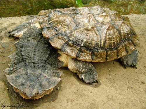 10 Ужасных и опасных черепах и ящериц