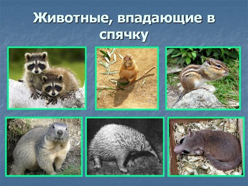Какие звери впадают зимой в спячку Какие звери впадают зимой в спячку