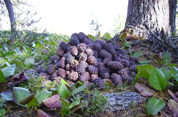 Кедровая шишка: полезные советы по очистке и использованию, фото № 14 Кедровая шишка: полезные советы по очистке и использованию, фото № 14