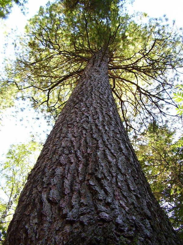 Кедровая шишка: полезные советы по очистке и использованию, фото № 1 Кедровая шишка: полезные советы по очистке и использованию, фото № 1