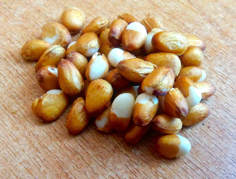 Кедровая шишка: полезные советы по очистке и использованию, фото № 8 Кедровая шишка: полезные советы по очистке и использованию, фото № 8