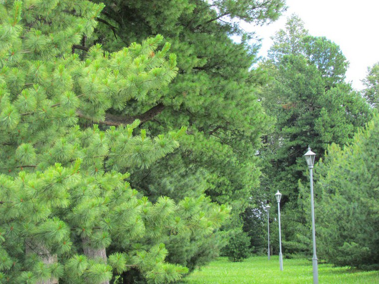 Кедровая шишка: полезные советы по очистке и использованию, фото № 2 Кедровая шишка: полезные советы по очистке и использованию, фото № 2