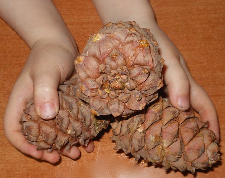 Кедровая шишка: полезные советы по очистке и использованию, фото № 4 Кедровая шишка: полезные советы по очистке и использованию, фото № 4