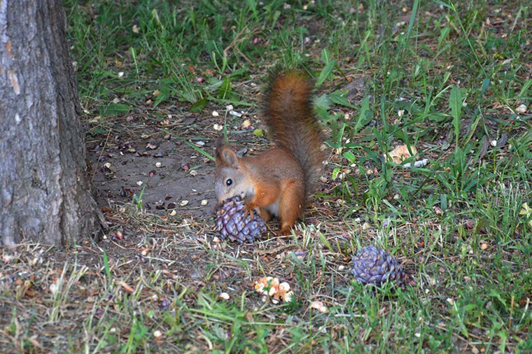 Кедровая шишка: полезные советы по очистке и использованию, фото № 3 Кедровая шишка: полезные советы по очистке и использованию, фото № 3