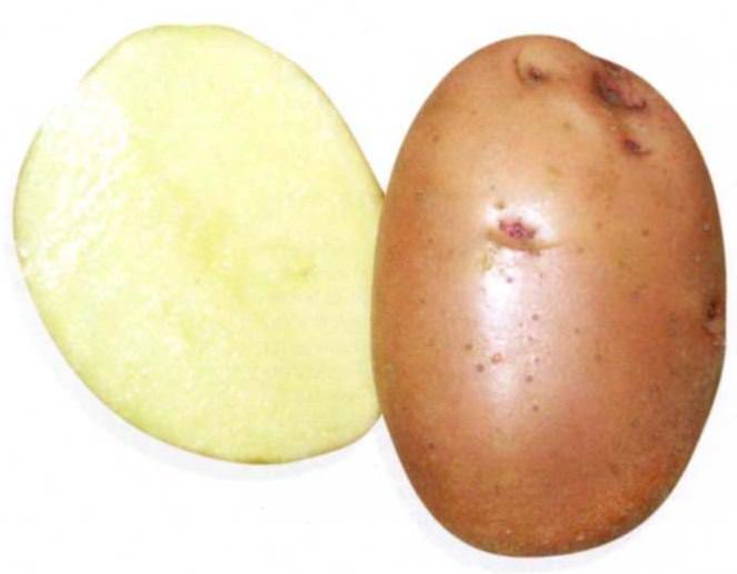 Картофель сорта «Луговской» следует высаживать подготовленным посадочным материалом