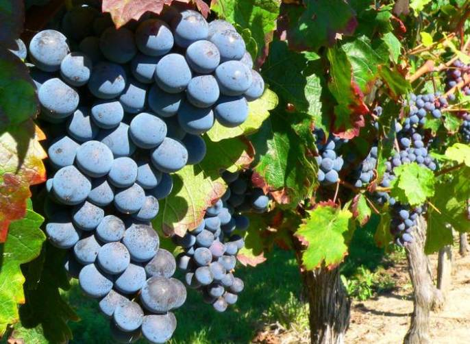 Ягоды винограда «Изабелла» известны своими лечебными и оздоравливающими свойствами