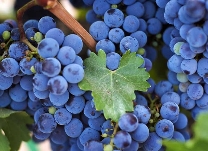 «Изабелла» относится к категории сортов винограда, которые широко используются в качестве столовых и технических