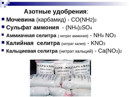 Почему не плодоносит яблоня. Не дают ни цветов, ни плодов в возрасте