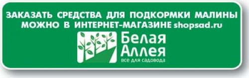 Отличие ремонтантной малины от обычной. Различия ремонтантной и обычной малины 03