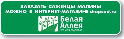 Отличие ремонтантной малины от обычной. Различия ремонтантной и обычной малины 02
