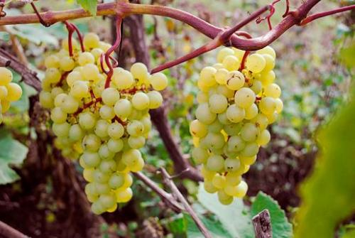 Лучшие сорта винограда для подмосковья форум. Выращивание винограда в Подмосковье