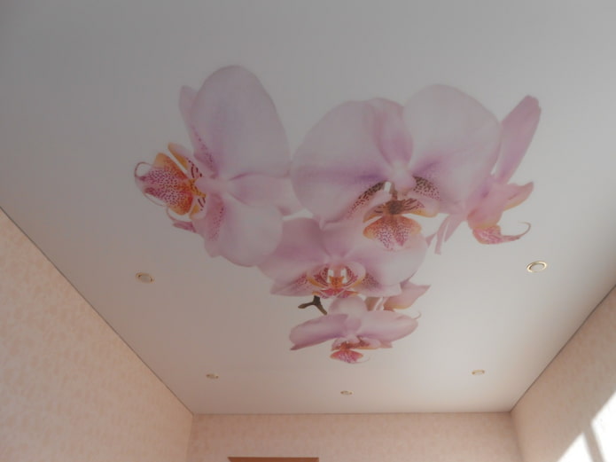 натяжное полотно с изображением орхидеи