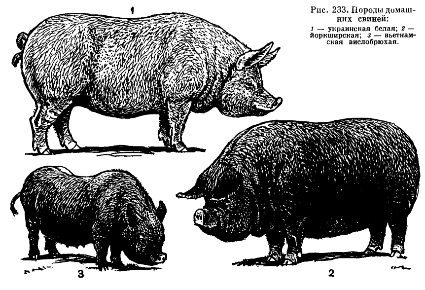 Семейство Свиньи (Suidae) 