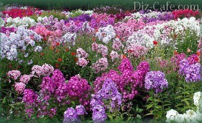 Пестрые подушки из кустиков флоксов Пестрые подушки из кустиков флоксов