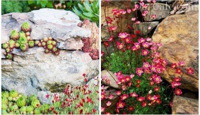 Альпийские растения для каменистой горки чешская скалка Альпийские растения для каменистой горки чешская скалка