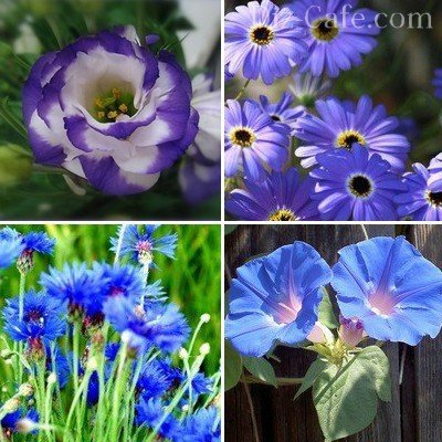Растения с цветками синих оттенков