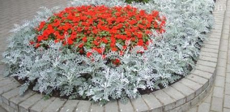 Сальвия в клумбе Сальвия в клумбе