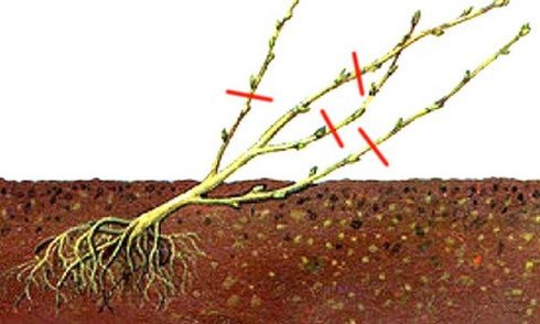 Обрезка высаженного саженца чёрной смородины