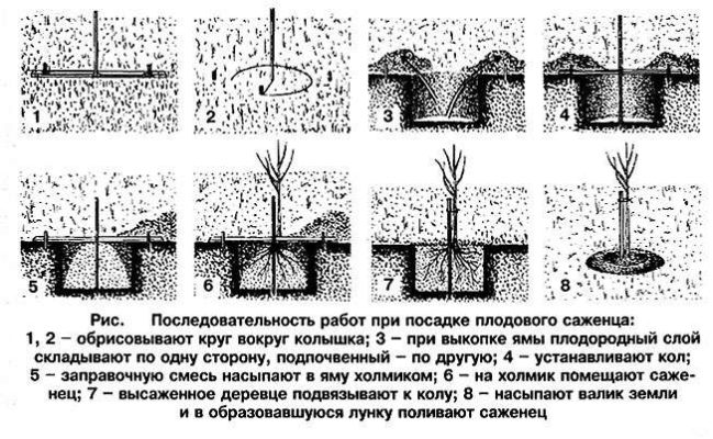 Схема посадки саженца