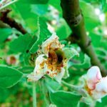 Цветок яблони, поражённый цветоедом