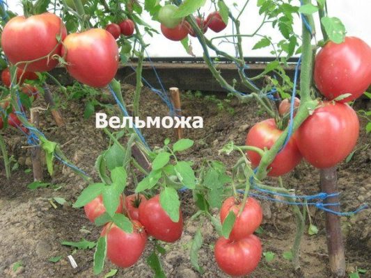 Куст томата Вельможа