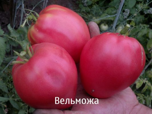 Плоды томата Вельможа