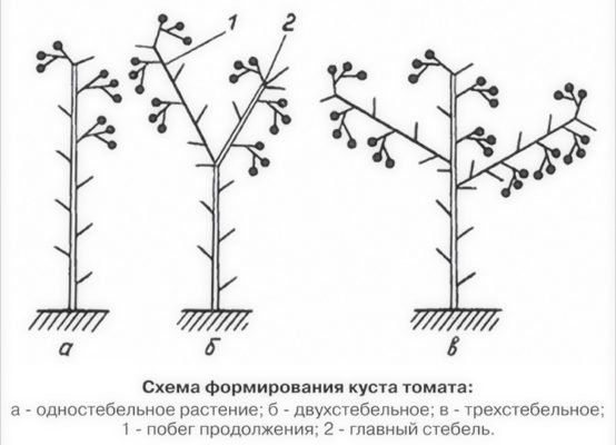 Схема формирования куста