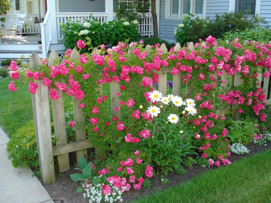 Плети роз на деревянном заборе перед домом