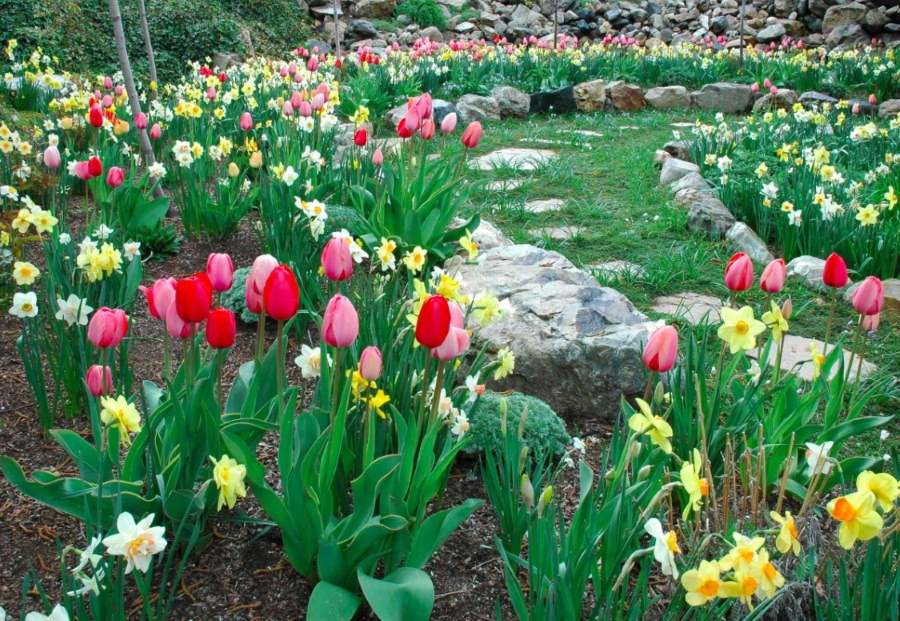 Нарциссы и тюльпаны в каменистом саду ранней весной